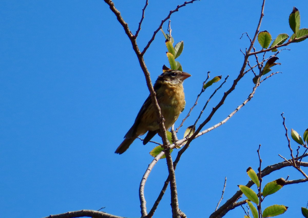 Black-headed Grosbeak - ML644126718