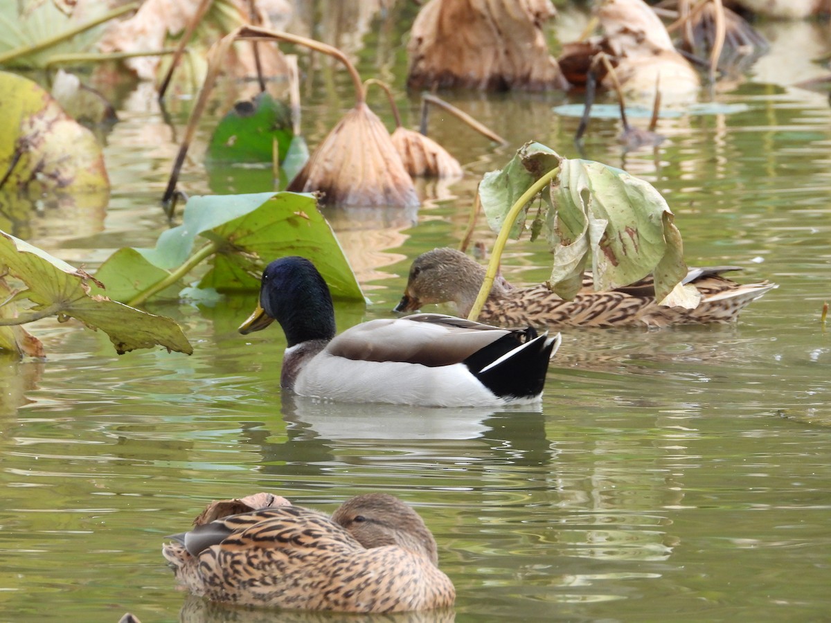 Mallard - ML644126723
