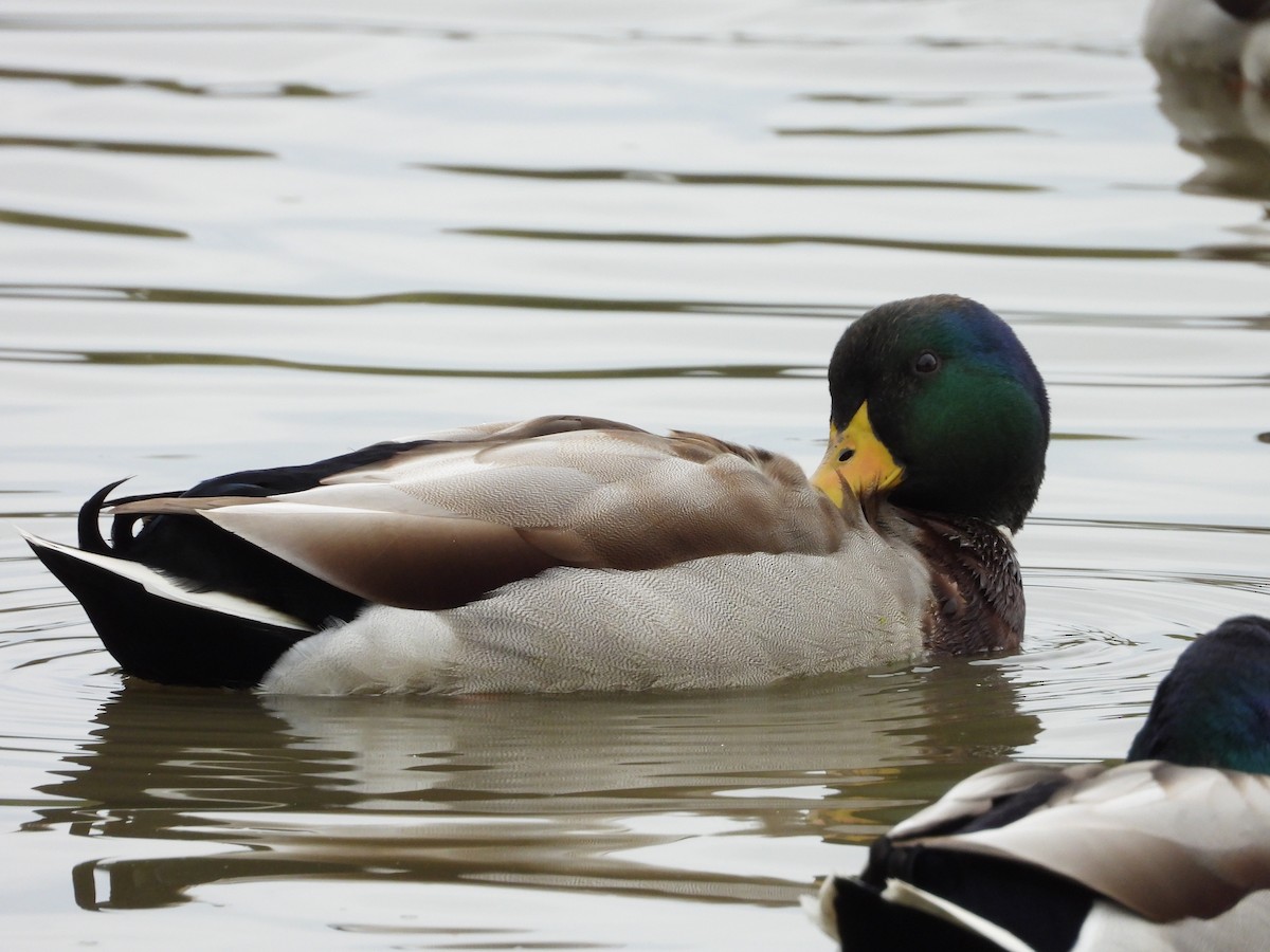 Mallard - ML644126724
