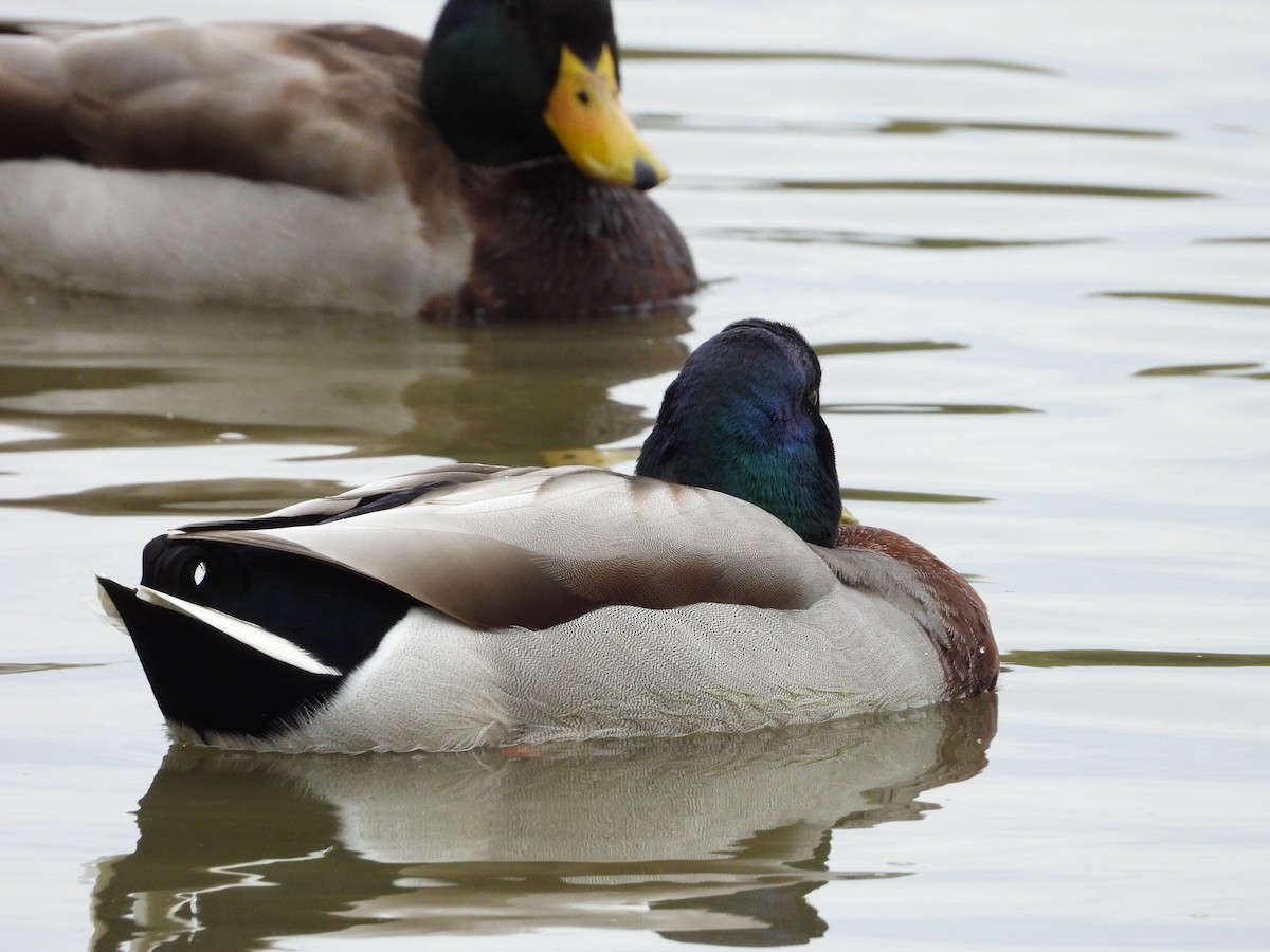 Mallard - ML644126725