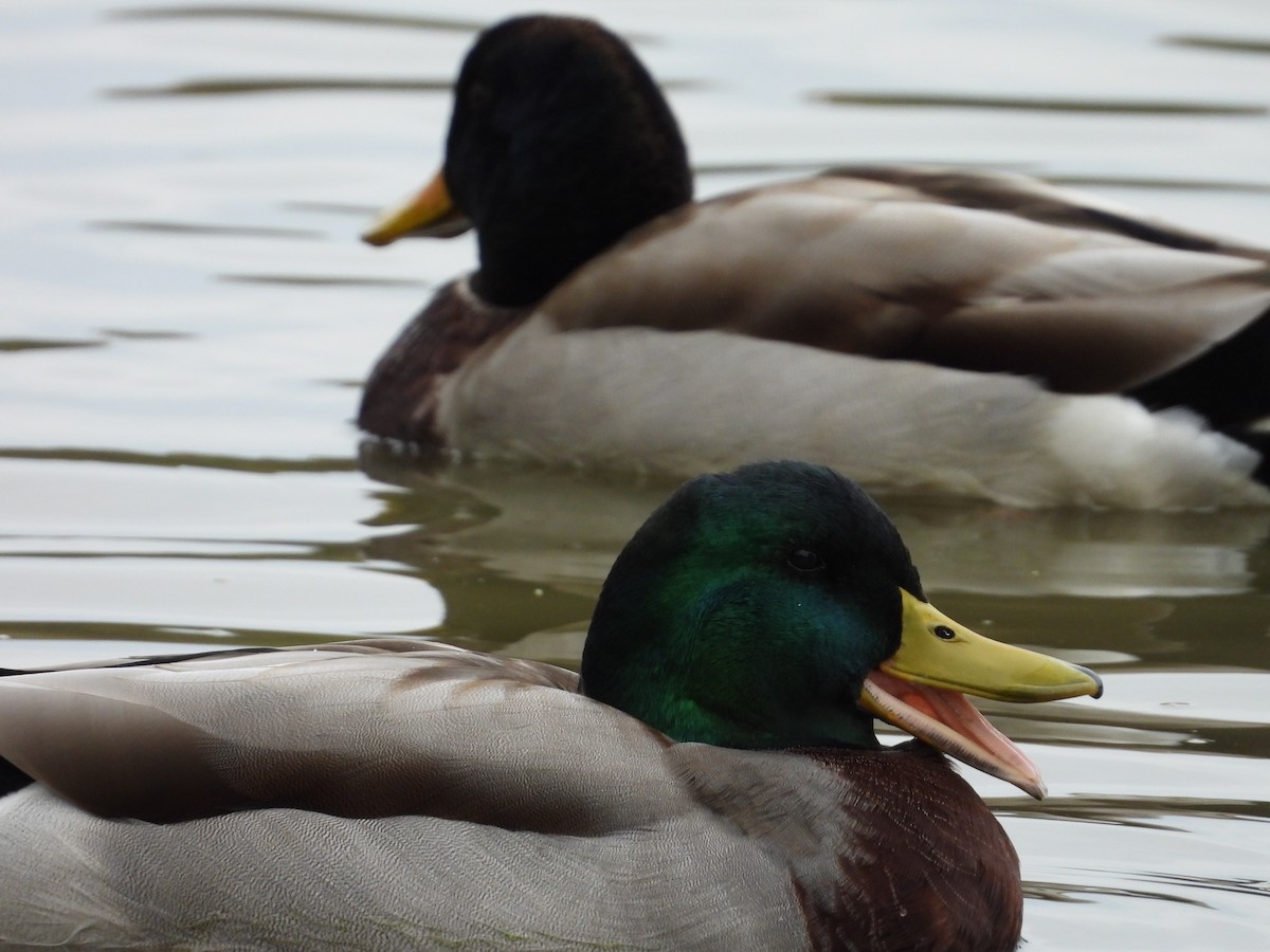 Mallard - ML644126752