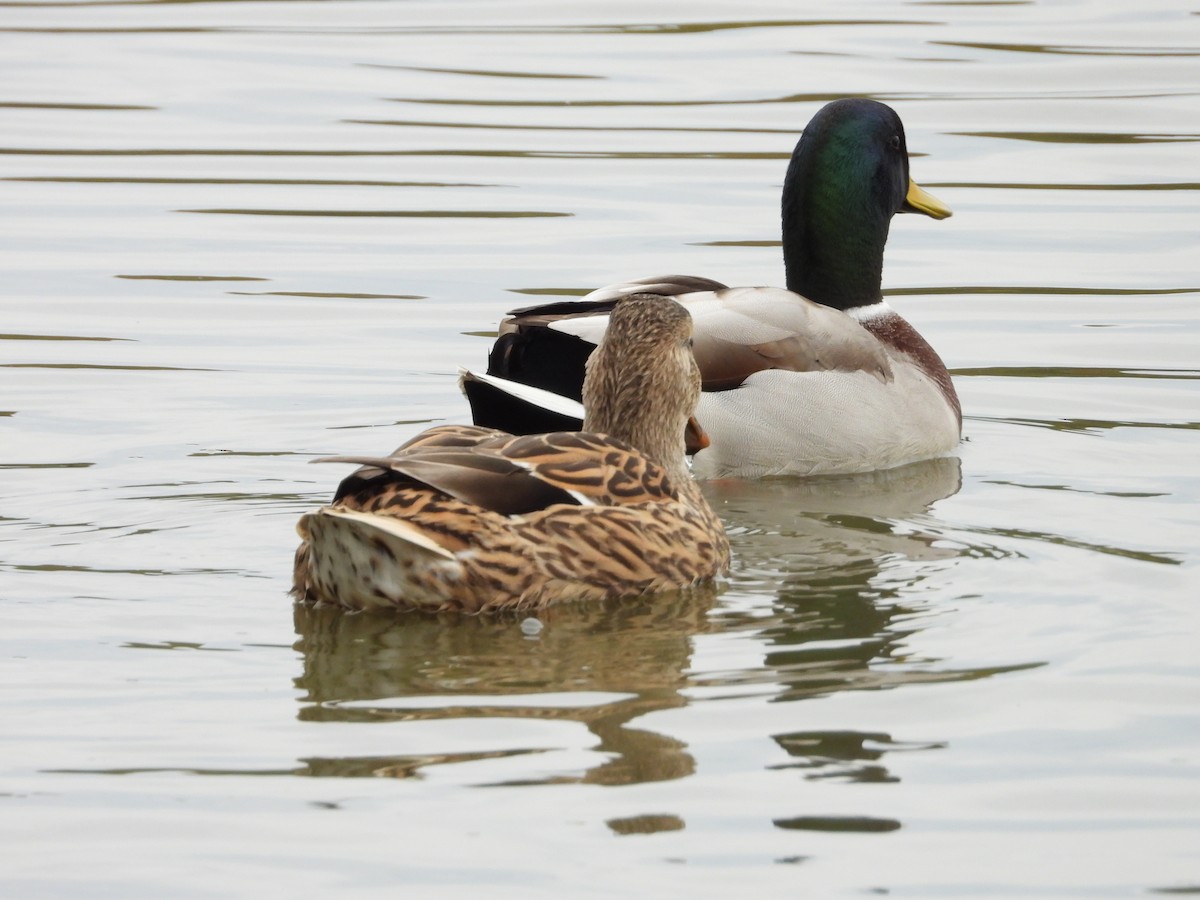 Mallard - ML644126753