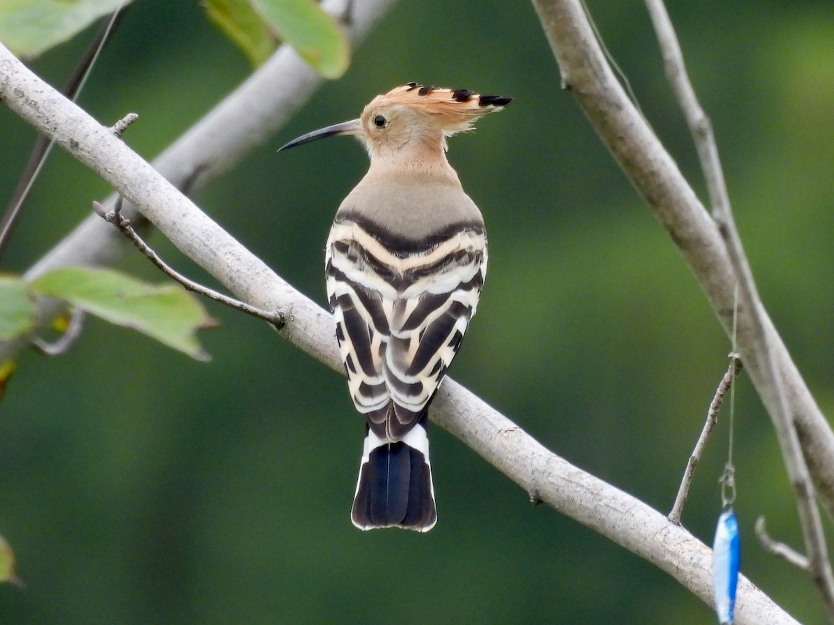 Eurasian Hoopoe - ML644126767