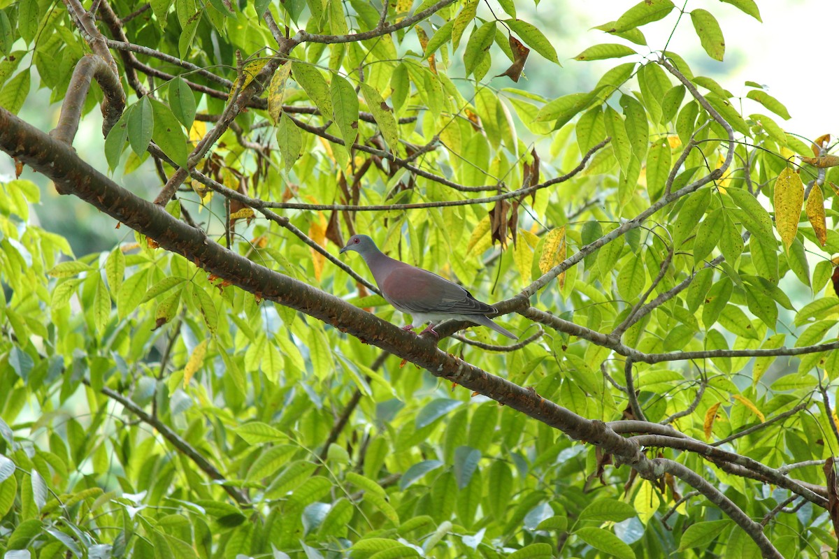 Pale-vented Pigeon - ML644126771