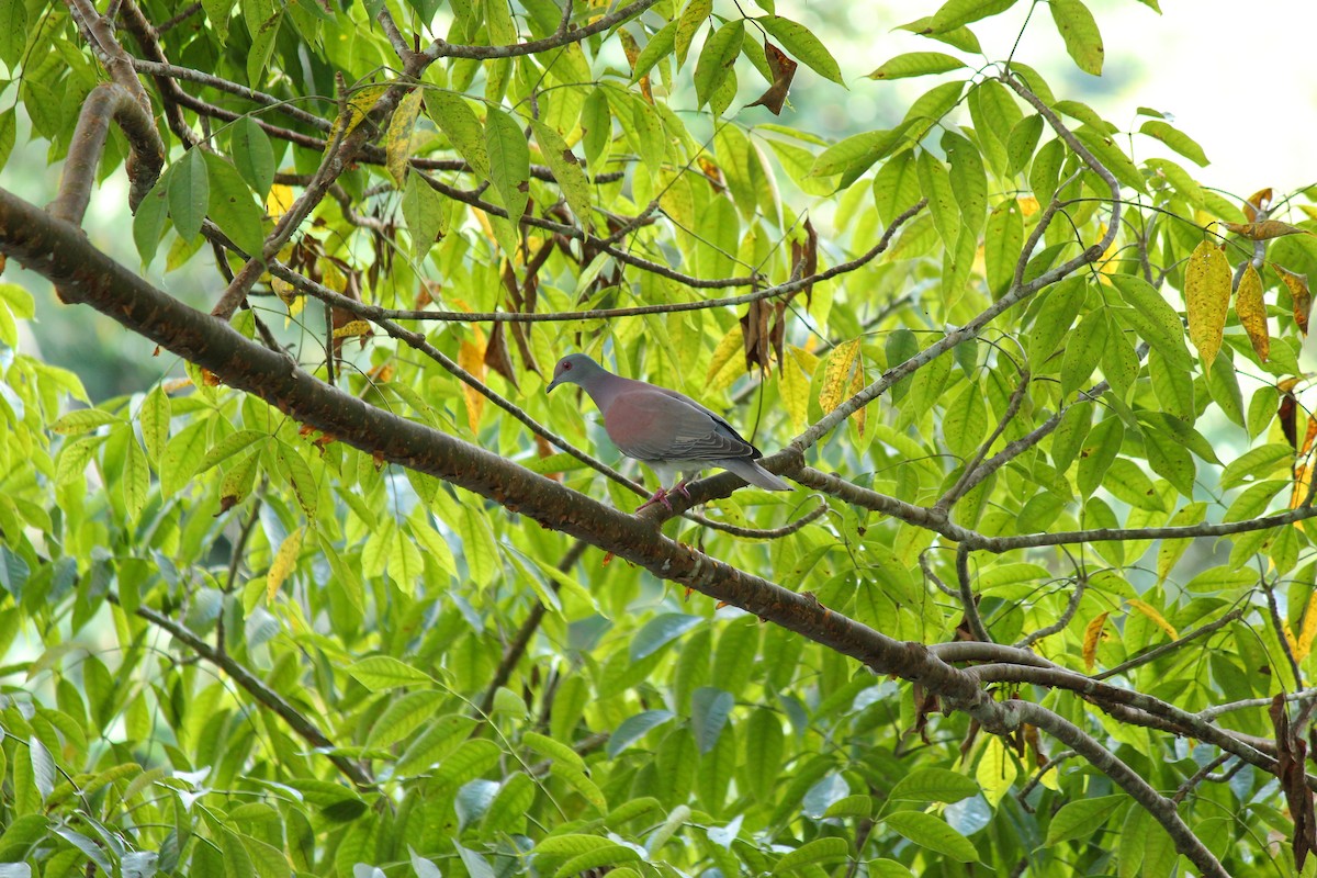 Pale-vented Pigeon - ML644126772