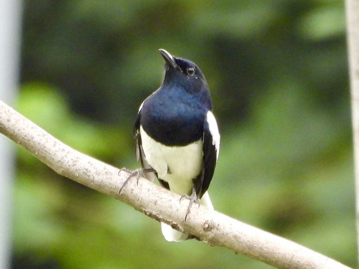 Oriental Magpie-Robin - ML644126773