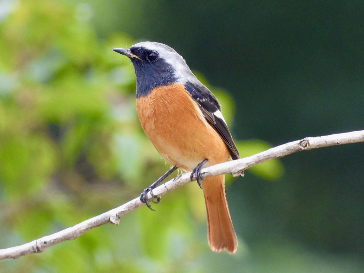 Daurian Redstart - ML644126786