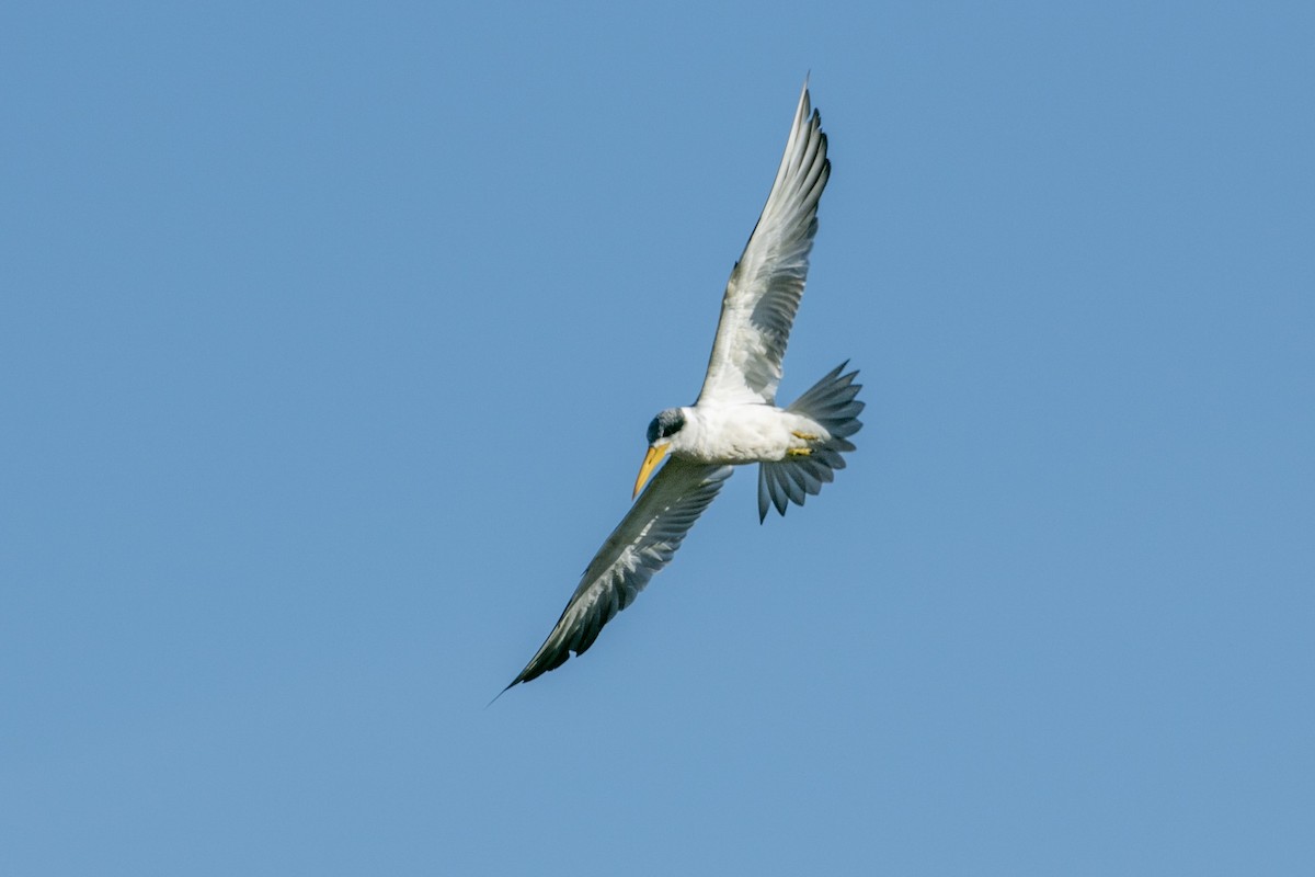 Large-billed Tern - ML644126797