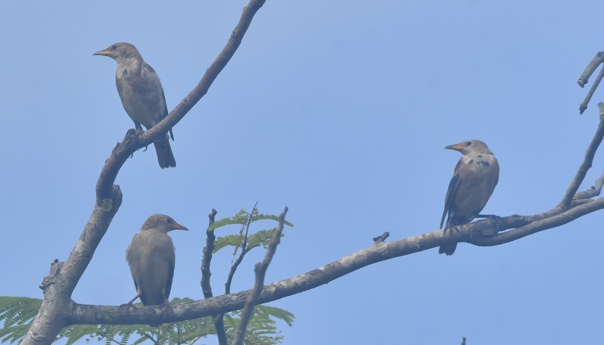 Rosy Starling - ML644126804