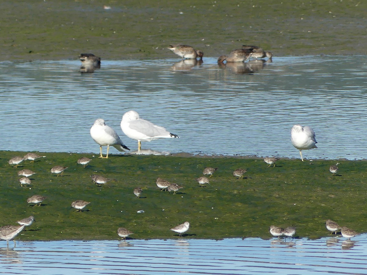 Ring-billed Gull - ML644126812