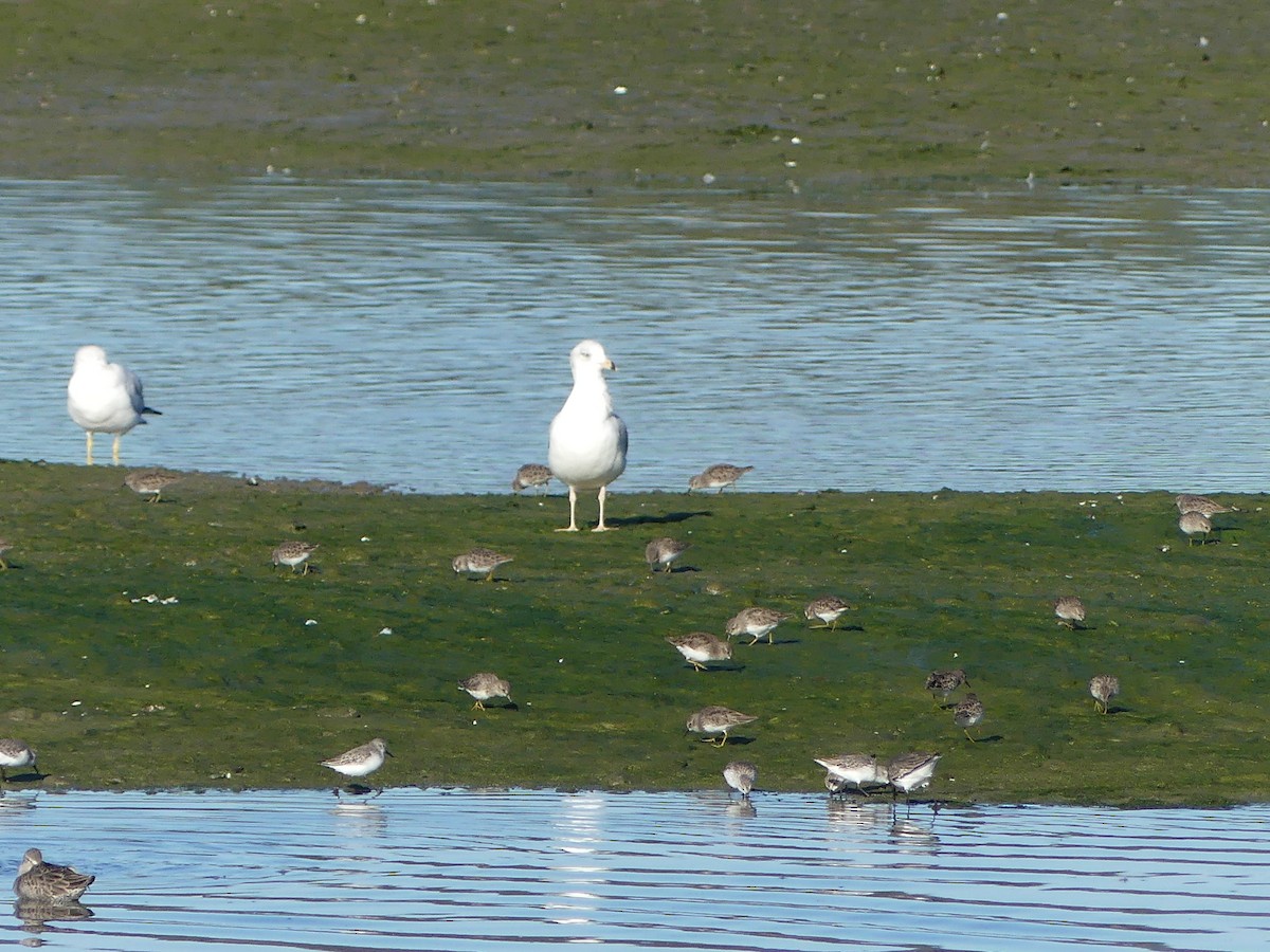 Ring-billed Gull - ML644126813