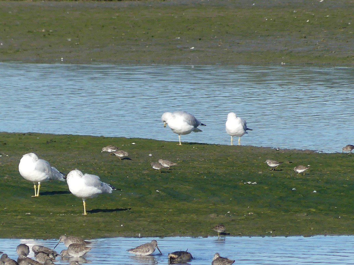 Ring-billed Gull - ML644126814