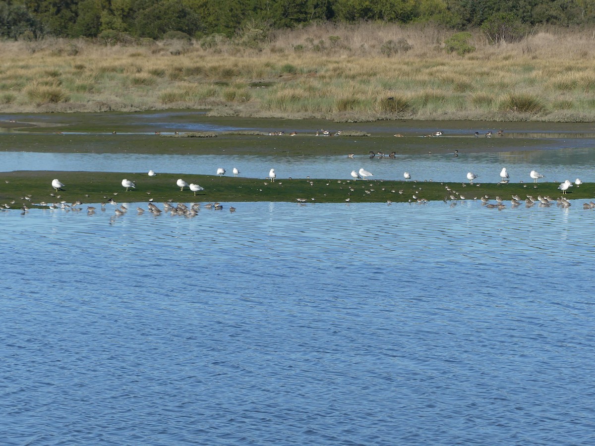 Ring-billed Gull - ML644126815