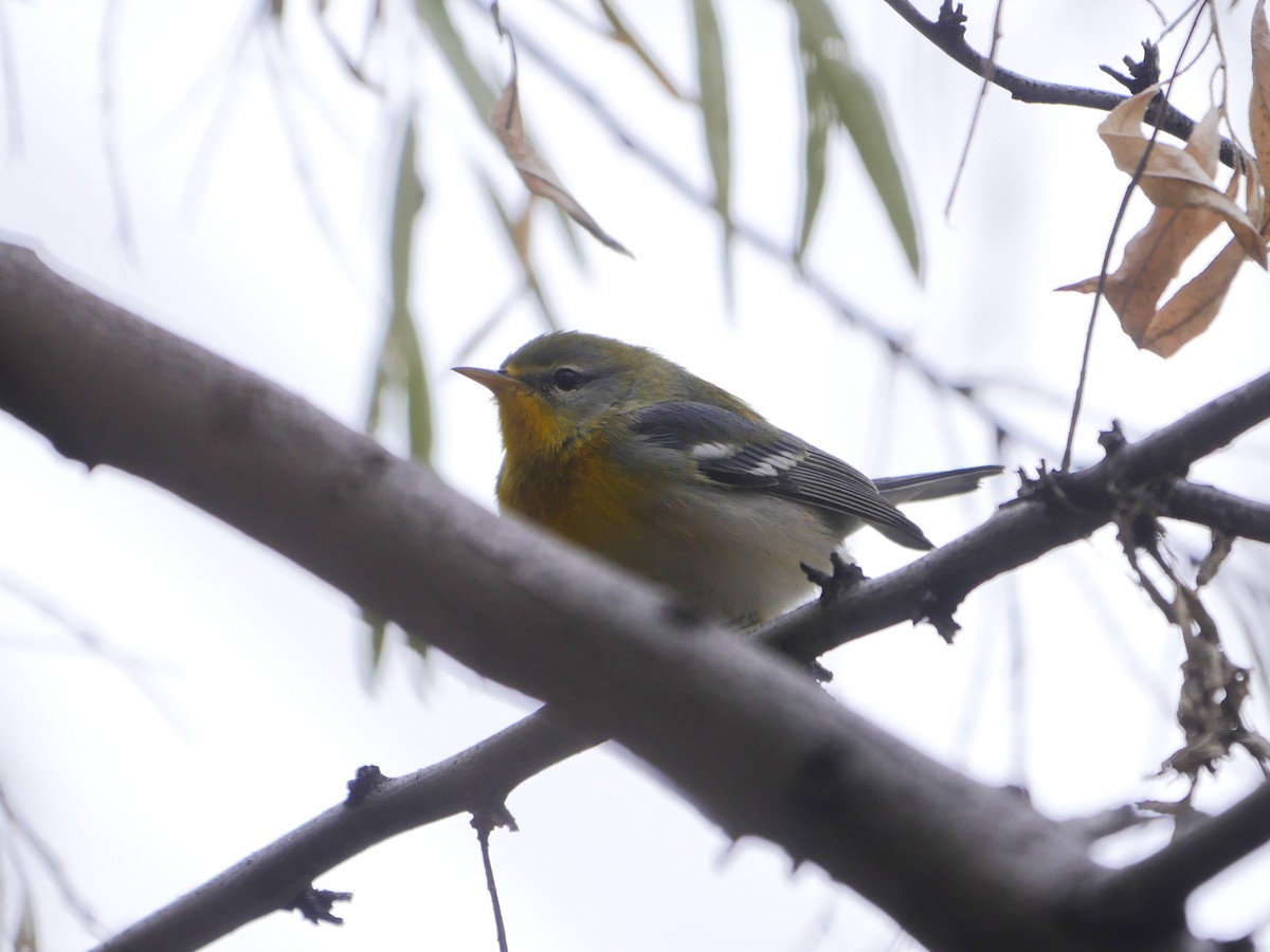 アサギアメリカムシクイ - ML644126817