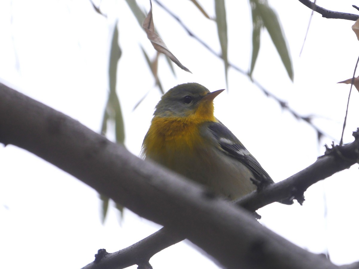 アサギアメリカムシクイ - ML644126822