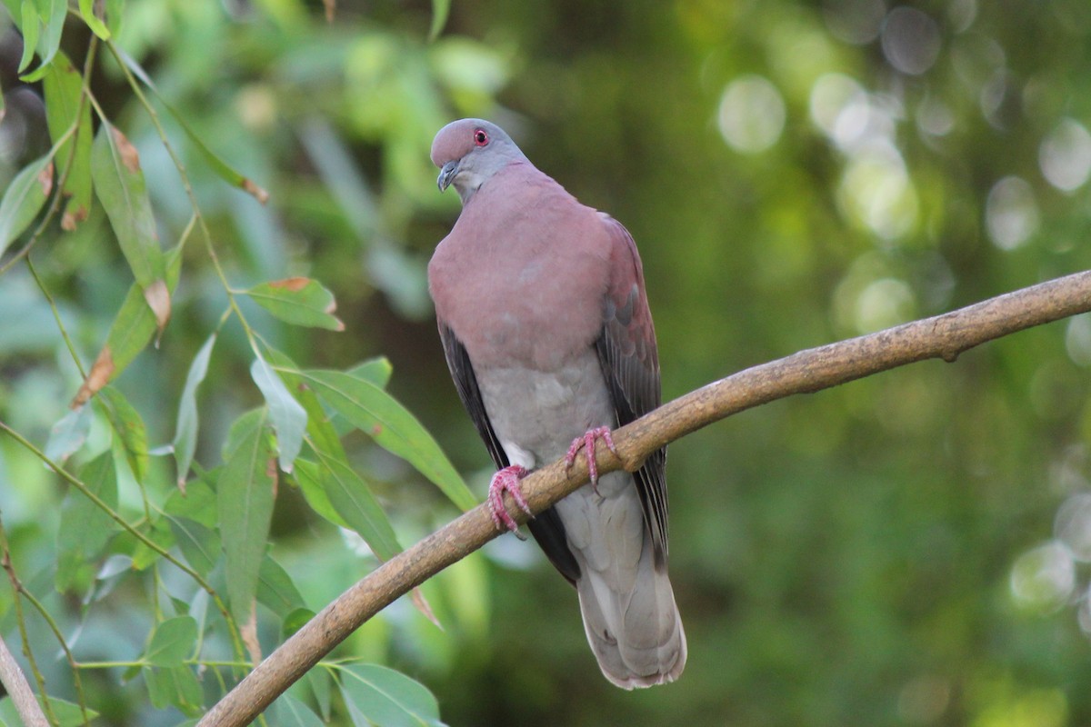 Pale-vented Pigeon - ML644126824