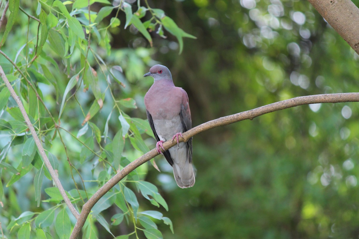 Pale-vented Pigeon - ML644126825