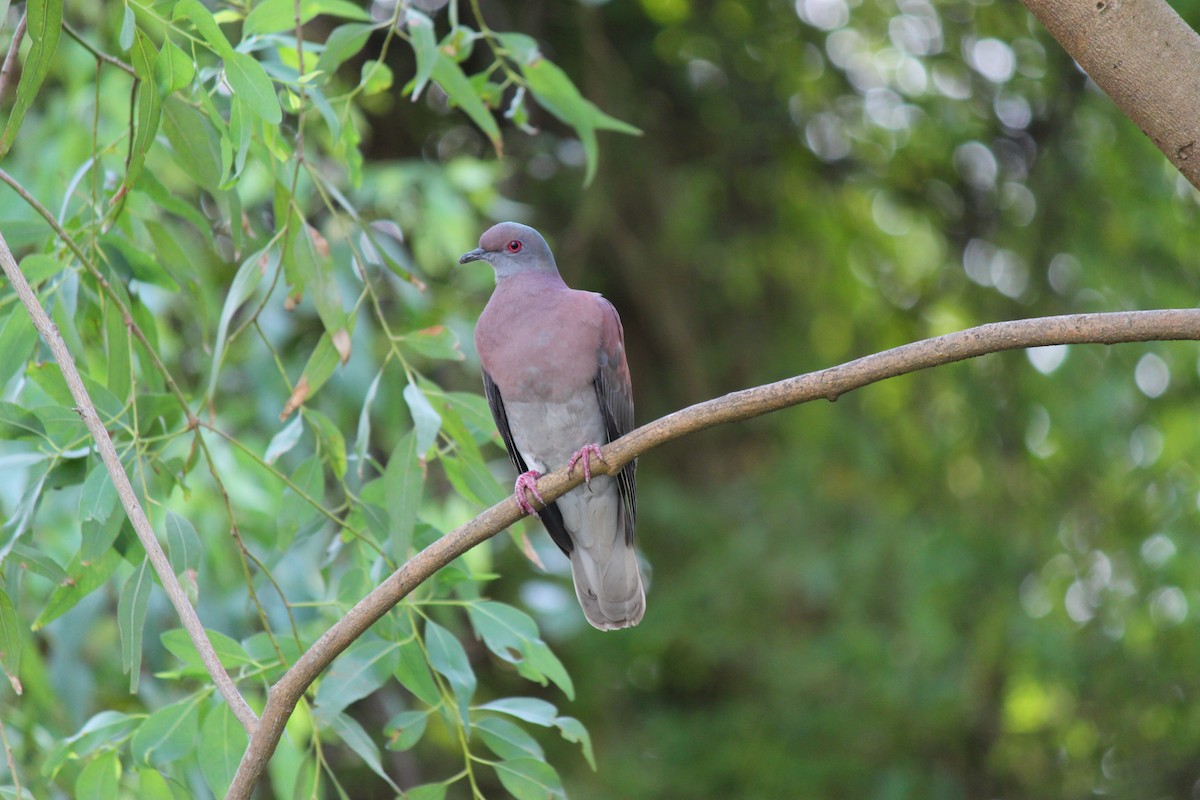 Pale-vented Pigeon - ML644126826