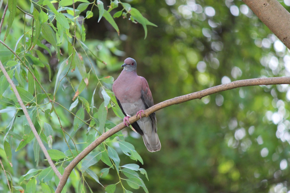 Pale-vented Pigeon - ML644126827