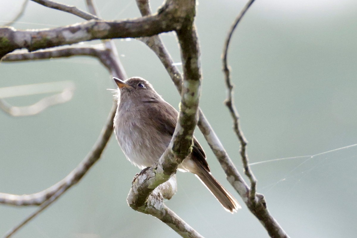 Brown-streaked Flycatcher (Umber) - ML644126861
