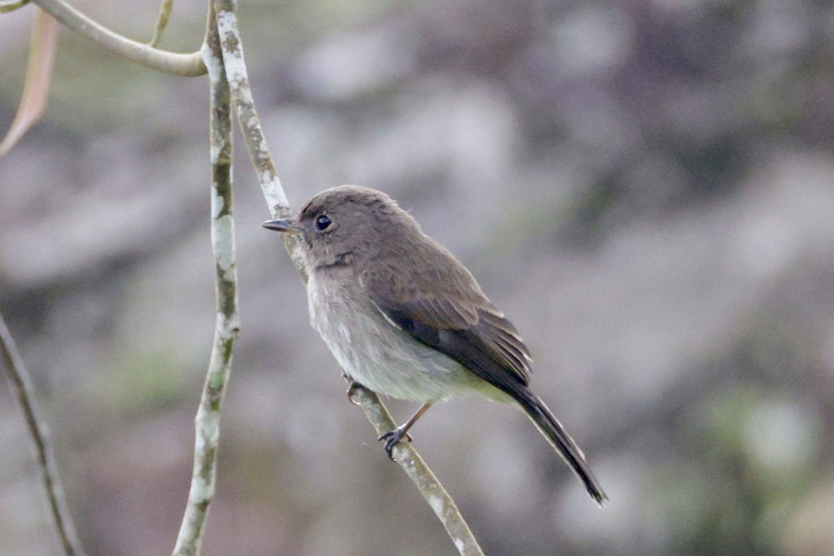 Brown-streaked Flycatcher (Umber) - ML644126862