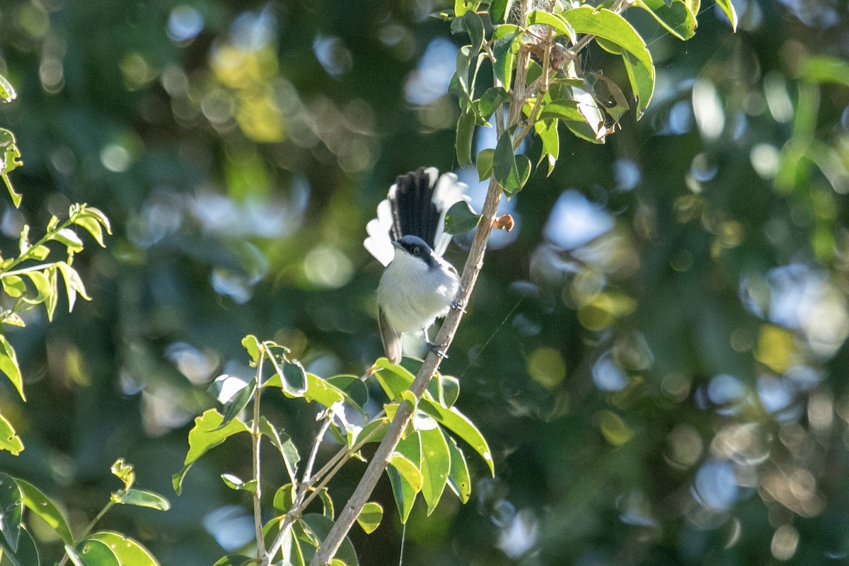 maskemyggsmett - ML644126872