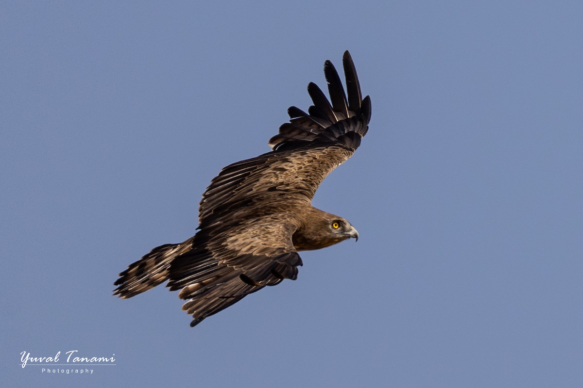 Short-toed Snake-Eagle - ML644126876