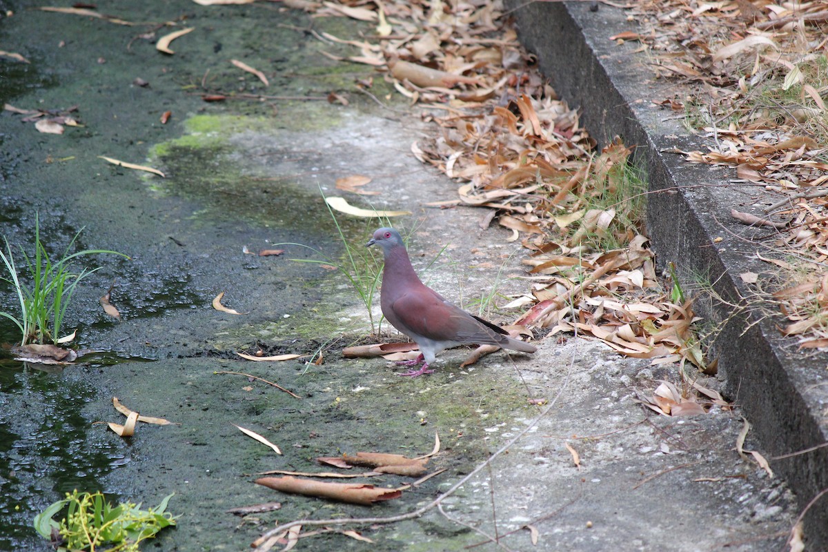 Pale-vented Pigeon - ML644126883
