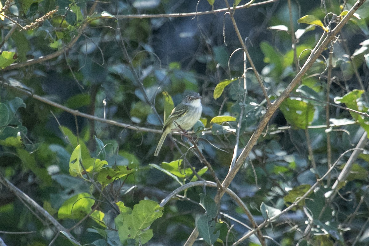 Titirijí Perlado - ML644126885