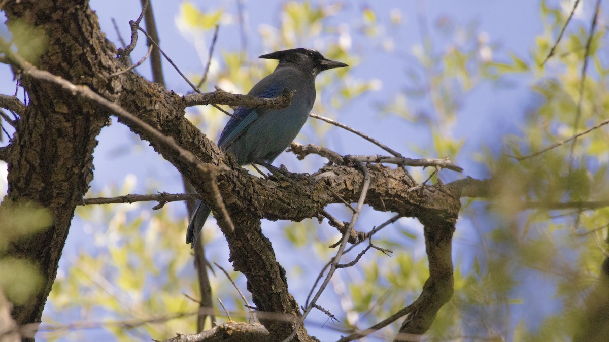 Steller's Jay - ML644126901