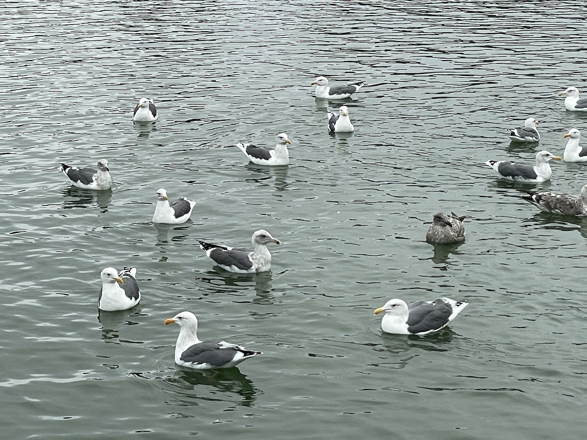 Western Gull - ML644126905