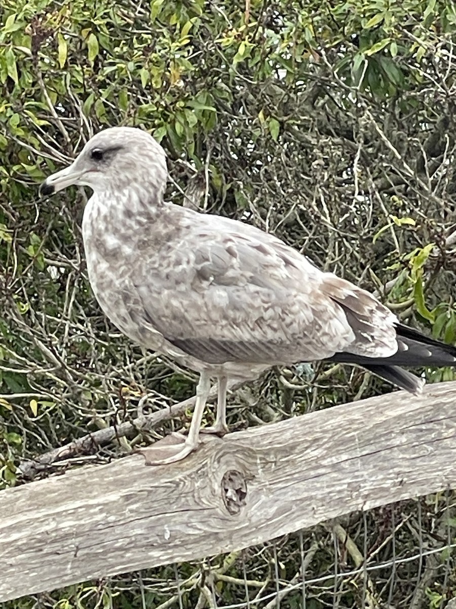 California Gull - ML644126908