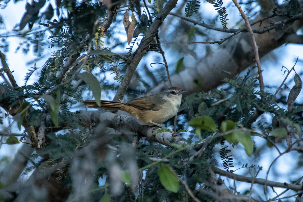 Rufous-fronted Thornbird (Rufous-fronted) - ML644126918
