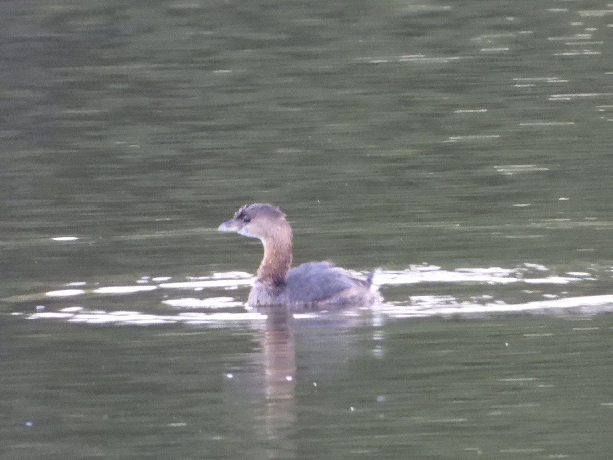 Pied-billed Grebe - ML644126919
