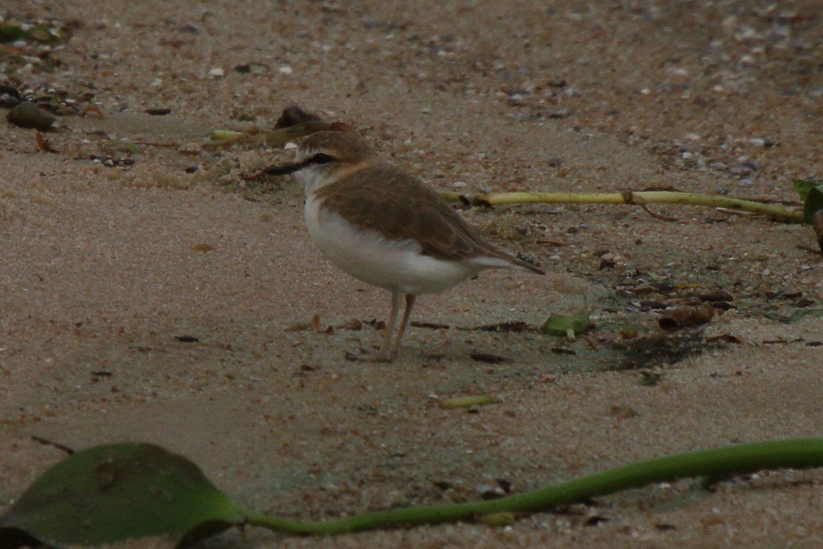 White-fronted Plover - ML644126920