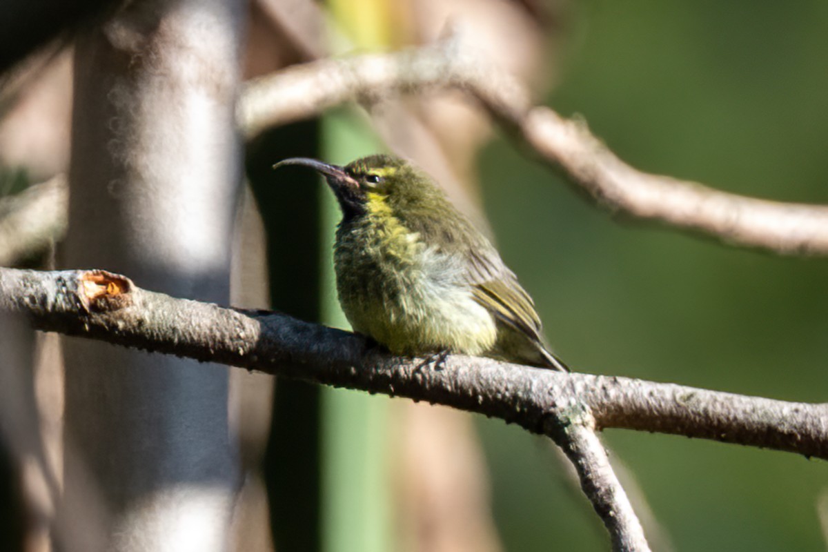 Amethyst Sunbird - ML644126921
