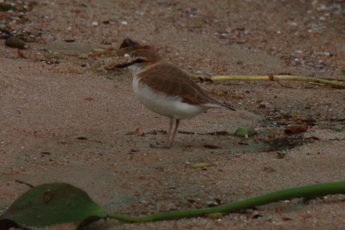 White-fronted Plover - ML644126922
