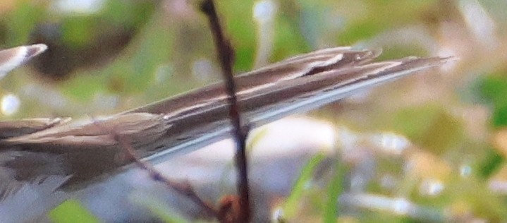 American Pipit - ML644126926
