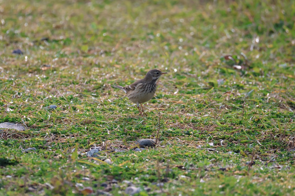 American Pipit - ML644126932