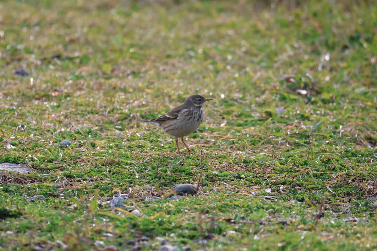 American Pipit - ML644126933