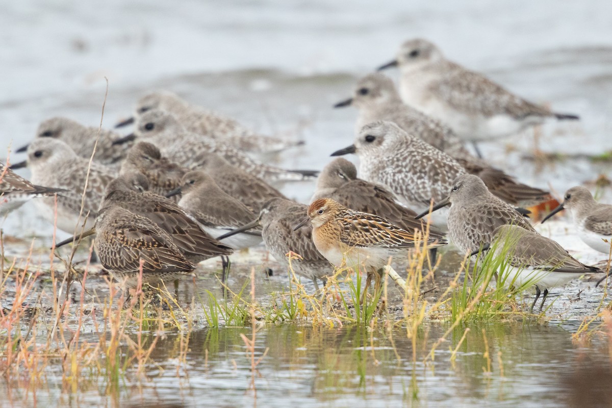 Sharp-tailed Sandpiper - ML644126934