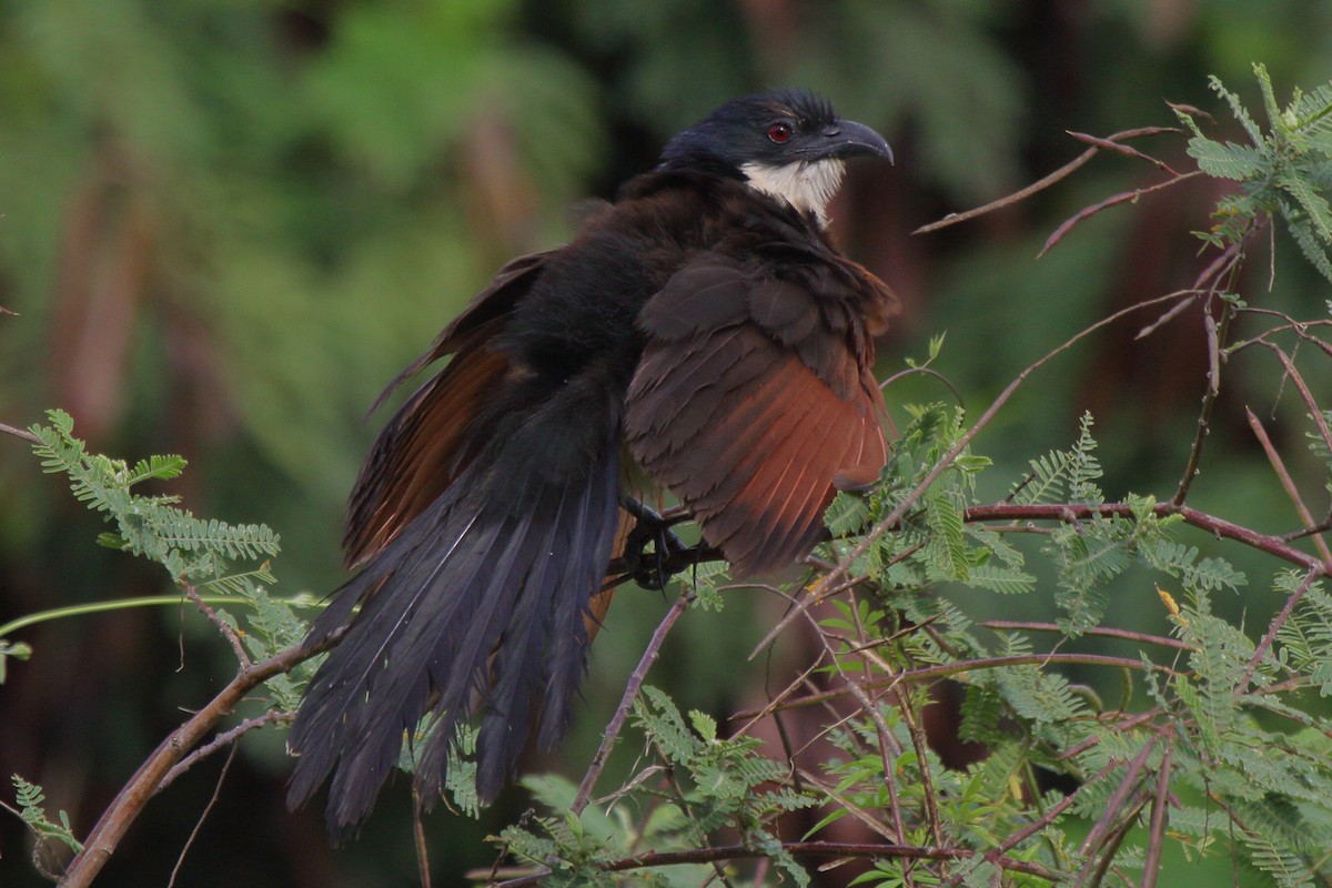 Blue-headed Coucal - ML644126935