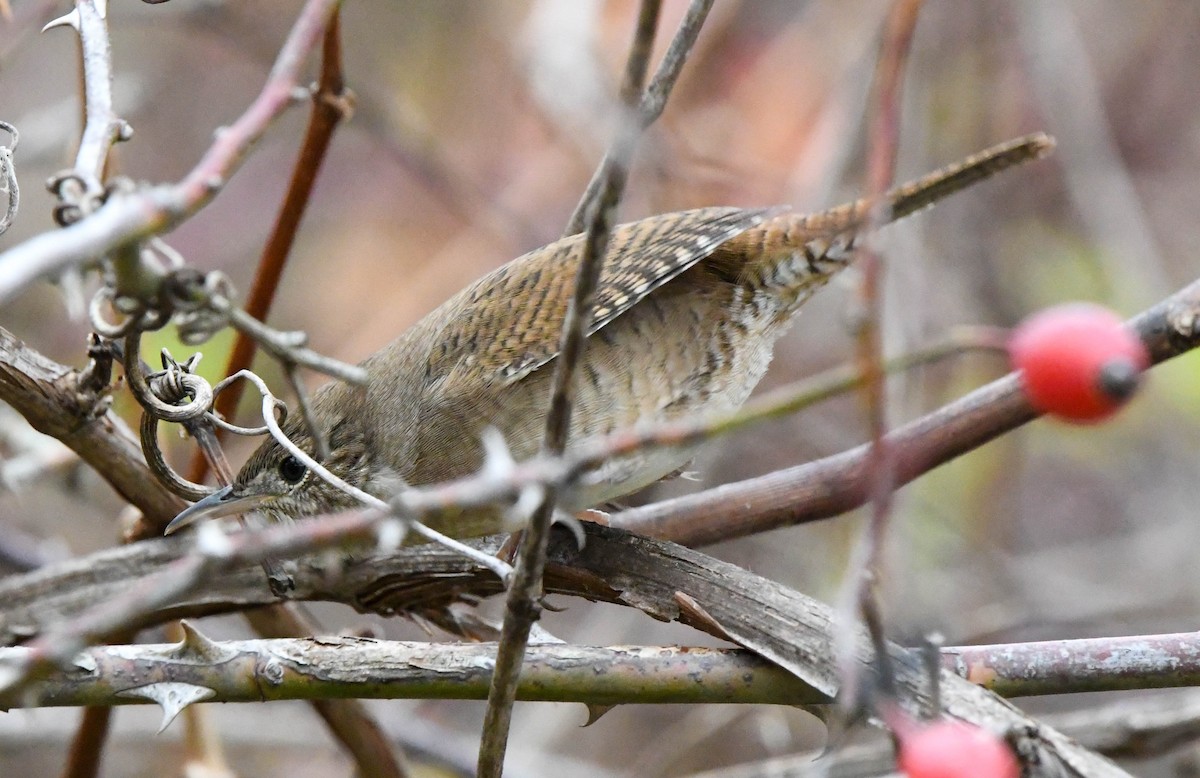 Northern House Wren - ML644126937