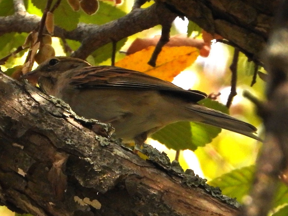 Chipping Sparrow - ML644126941