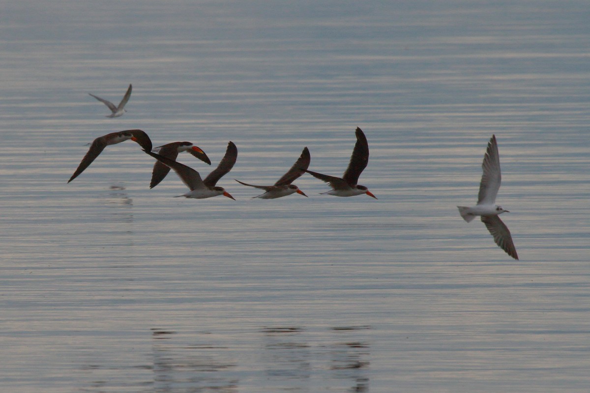 African Skimmer - ML644126942