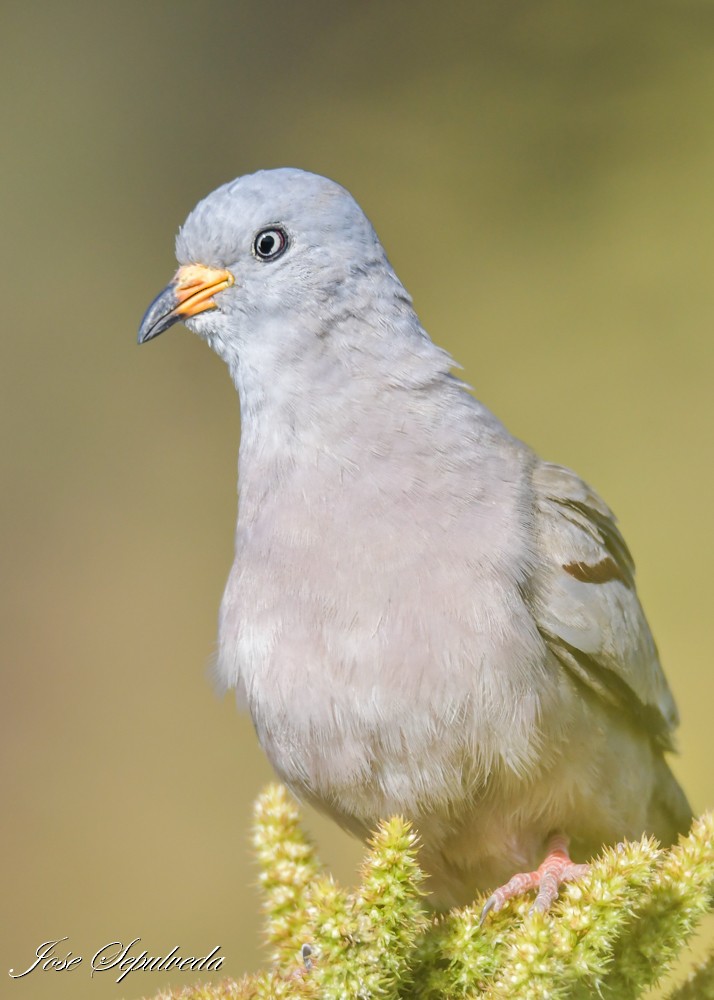 Croaking Ground Dove - ML644126943