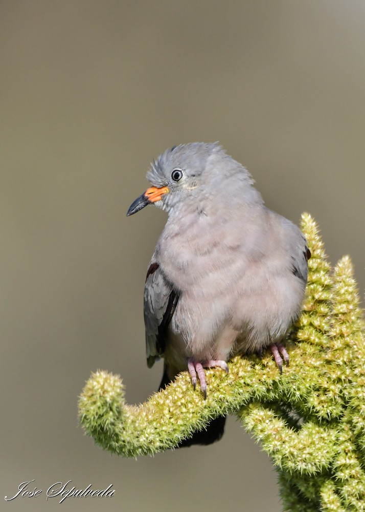 Croaking Ground Dove - ML644126944