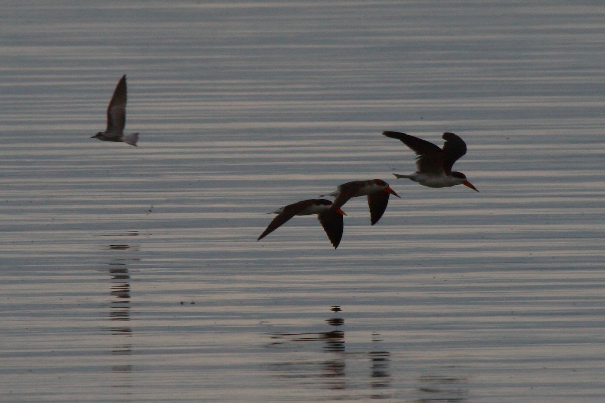 African Skimmer - ML644126945