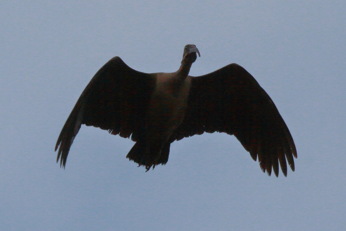 Ibis hagedash - ML644126946