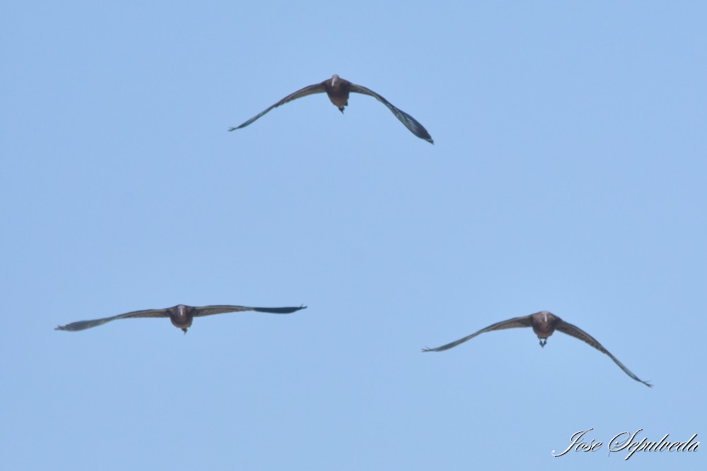 Puna Ibis - ML644126949